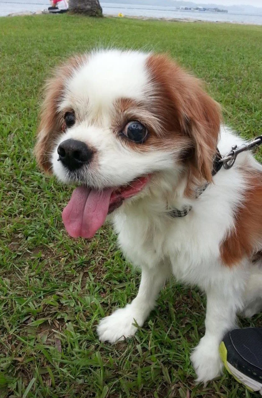 Chester the Cavalier King Charles Spaniel