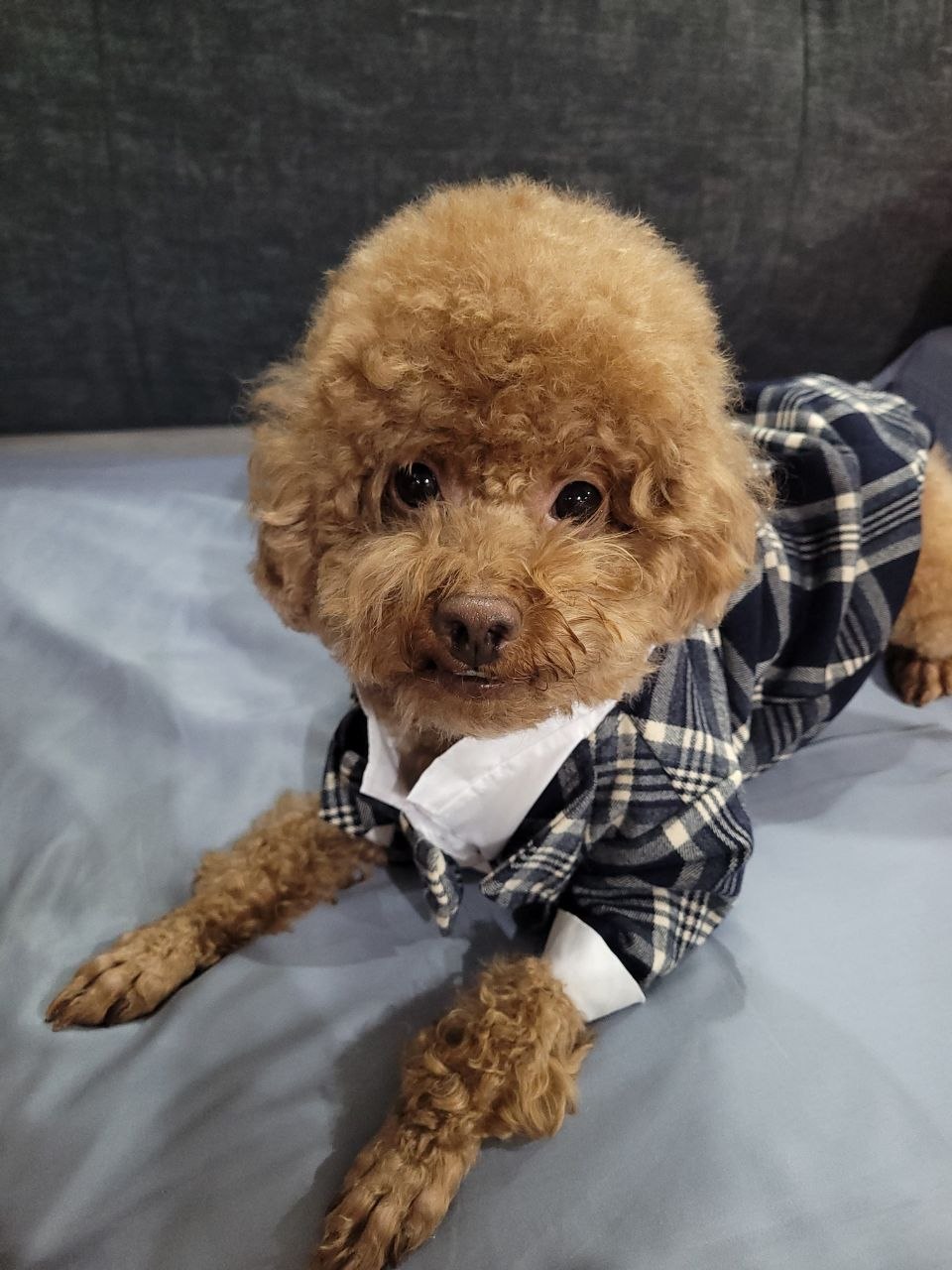 Milo the Poodle