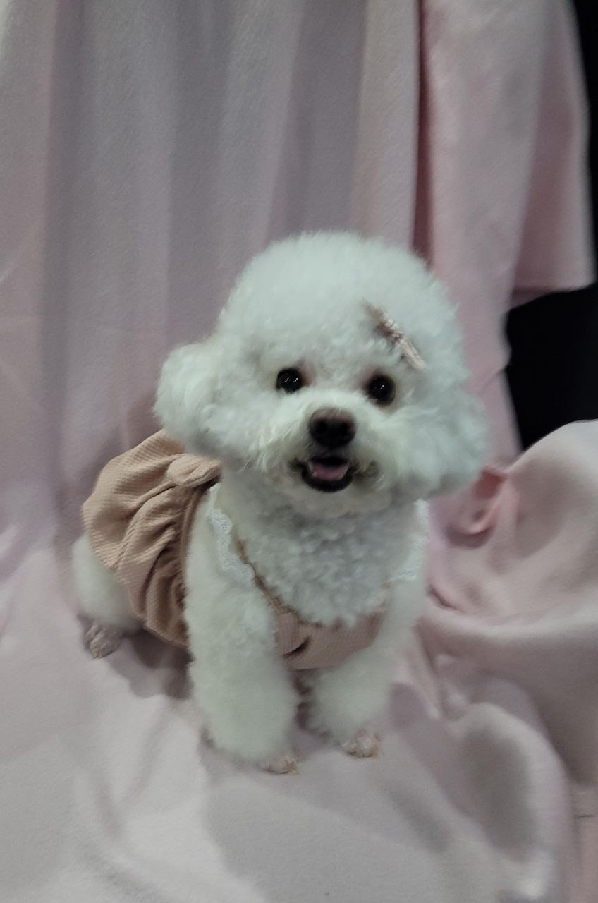 Miso the Poodle