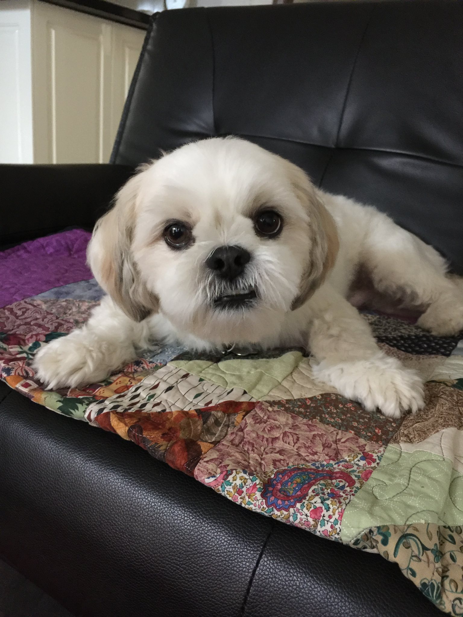 Rex the Shih Tzu